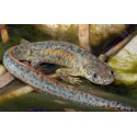 Pleurodeles Waltl. Gallipato