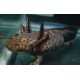 Ambystoma andersoni. Axolote leopardo