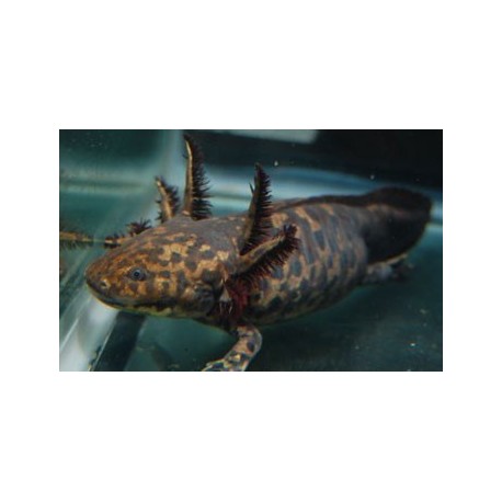 Ambystoma andersoni. Axolote leopardo