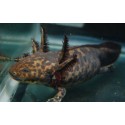 Ambystoma andersoni. Axolote leopardo