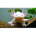 Ambystoma mexicanum. Axolote leucistico
