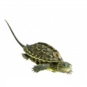 Mauremys sinensis. Tortuga Ocadia