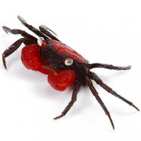Geosesarma Hagen. Cangrejo Red Devil