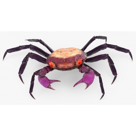 Geosesarma Dennerle. Cangrejo Vampire Purple