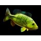 Cichla melaniae