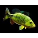 Cichla melaniae