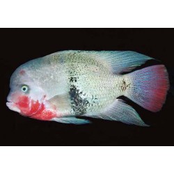 Vieja maculicauda