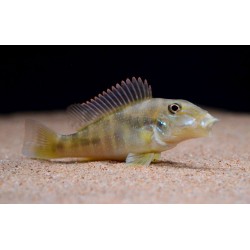 Retroculus lapidifer