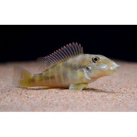 Retroculus lapidifer