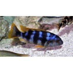 Petrotilapia sp. chitimba