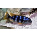 Petrotilapia sp. chitimba