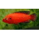 Hemichromis exsul. Joya Super red