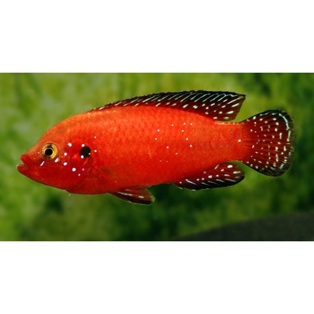 Hemichromis exsul. Joya Super red