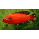 Hemichromis exsul. Joya Super red
