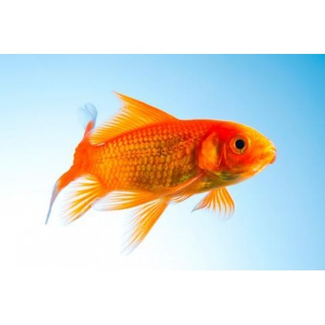Carassius carassius. Carpa roja