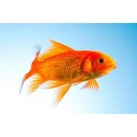 Carassius carassius. Carpa roja