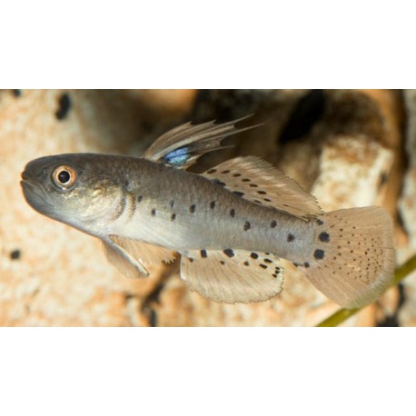Stigmatogobius sadanundio. Gobio caballero