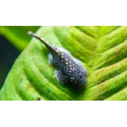 Gastromyzon punctulatus. Pleco de Borneo punctatus