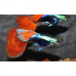 Guppy macho dumbo platino