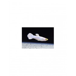 Guppy snow white