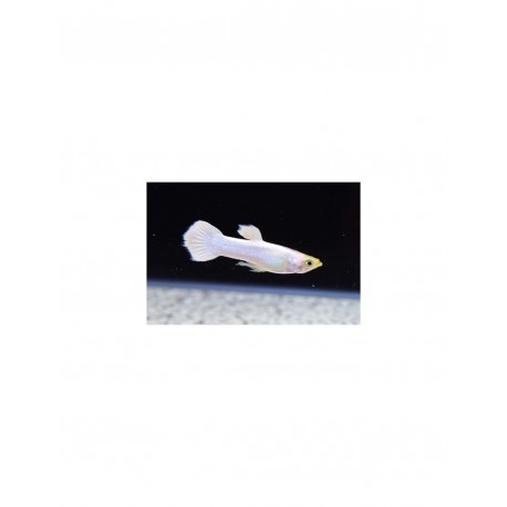 Guppy snow white