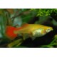 Guppy rojo blond