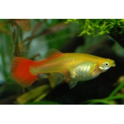 Guppy rojo blond