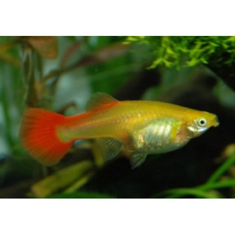 Guppy rojo blond