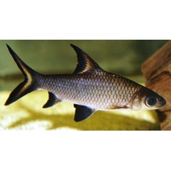 Balantiocheilos melanopterus. Tiburon bala