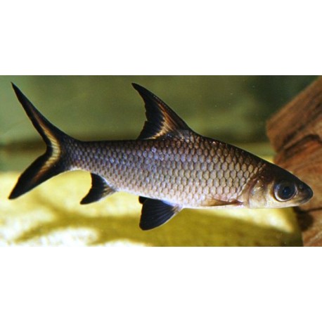 Balantiocheilos melanopterus. Tiburon bala