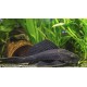 Hypostomus plecostomus