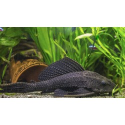Hypostomus plecostomus