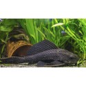 Hypostomus plecostomus