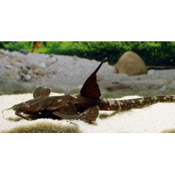 Platystacus cotylephorus