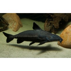 Oxydoras niger