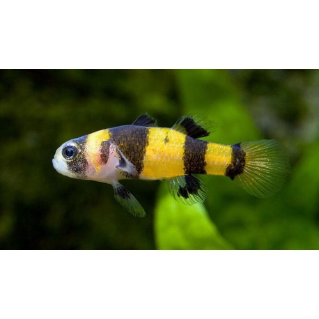 Brachygobius xanthozonus
