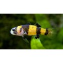 Brachygobius xanthozonus