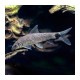 Crossocheilus reticulatus. Zorro volador plata
