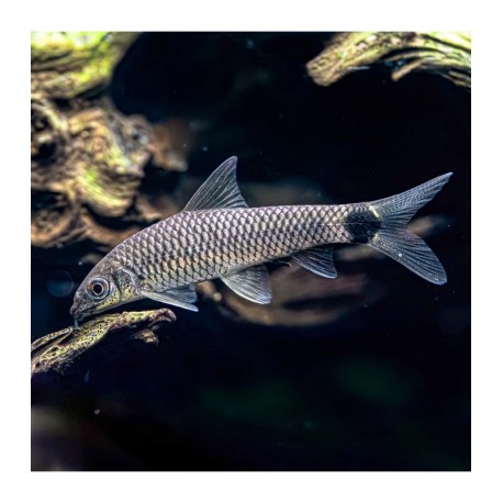 Crossocheilus reticulatus. Zorro volador plata