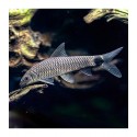 Crossocheilus reticulatus. Zorro volador plata