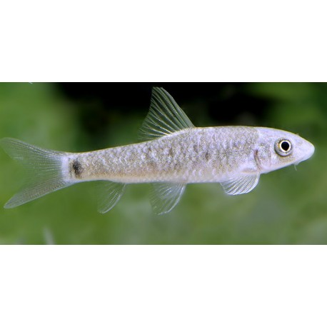 Garra lissorhynchus