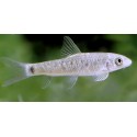 Garra lissorhynchus