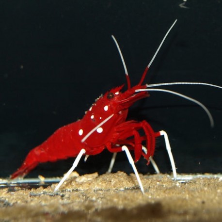 Lysmata debelius