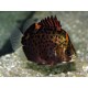 Scatophagus rubrifrons. Rojo
