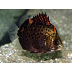 Scatophagus rubrifrons. Rojo