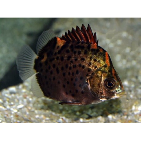 Scatophagus rubrifrons. Rojo