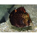 Scatophagus rubrifrons. Rojo