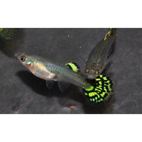Guppy Hembra Cobra