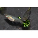 Guppy Hembra Cobra