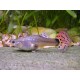 Guppy hembra Leopardo